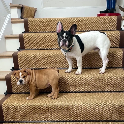 2 dog standing on a coir carpet stair runner