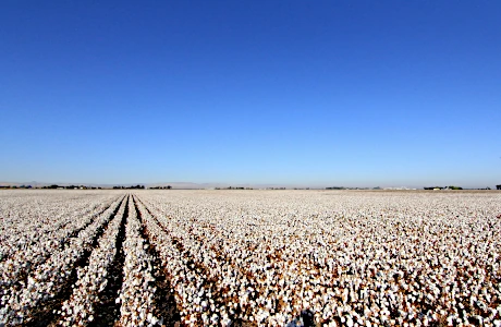 Cotton Field